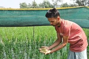 কৃষক ও খামারিদের কাছে জনপ্রিয় হয়ে উঠছে, কী এই অ্যাজোলা